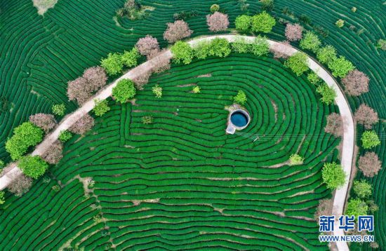 （镜观中国·新华社国内新闻照片一周精选）（4）茶园花开