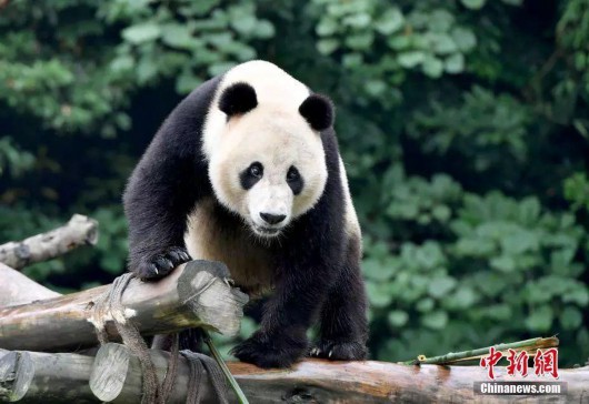 窝头蘸蜂蜜、学四川话...海归大熊猫回四川后生活如何？