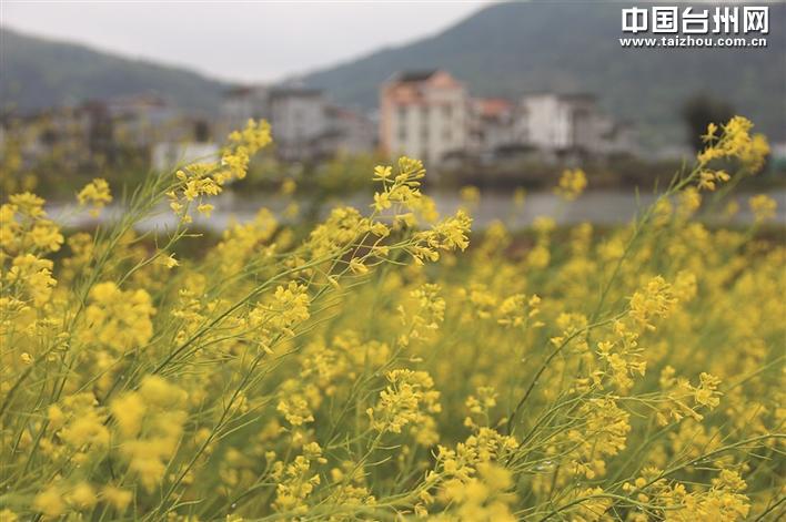 家门口的风景