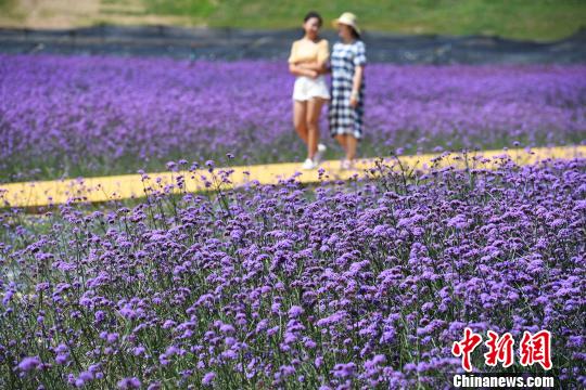 兰州新区荒滩变临港花海: