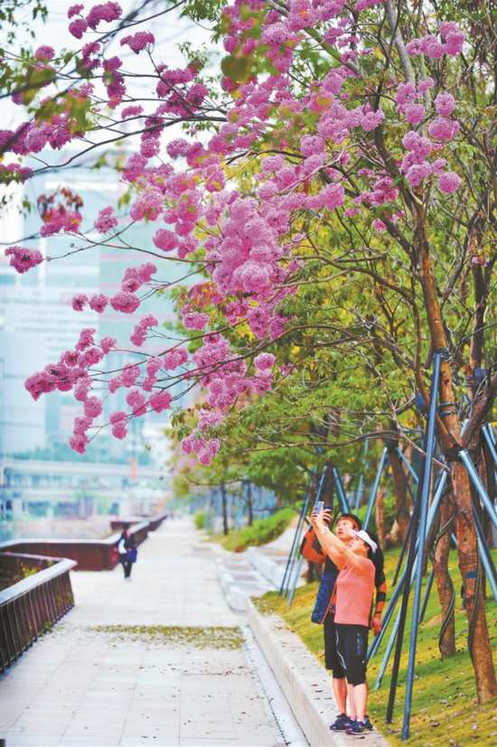 深圳南山：步移景异风景美半城翠绿半城花