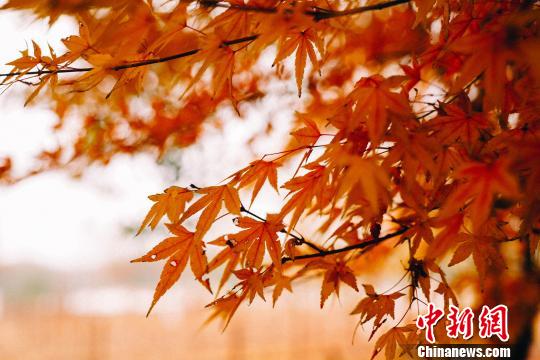 江西南昌凤凰沟冬日风景美如画