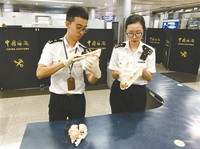 宁波旅客境外游返程带回海螺 刚下飞机就被查获