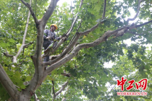 【中国梦·大国工匠篇】“城市理发师”杨飞飞：为了那5万棵行道树的风景