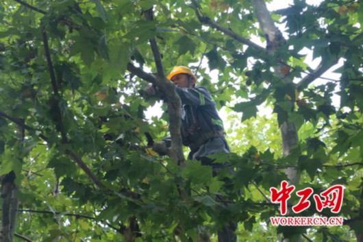【中国梦·大国工匠篇】“城市理发师”杨飞飞：为了那5万棵行道树的风景
