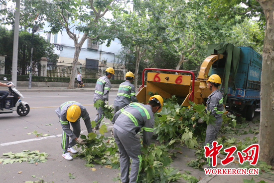 “城市理发师”杨飞飞：为了那5万棵行道树的风景