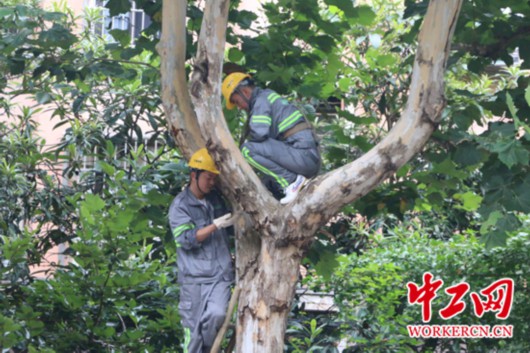 【中国梦·大国工匠篇】“城市理发师”杨飞飞：为了那5万棵行道树的风景