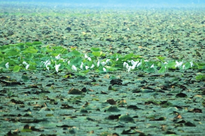 水草丰美白鹭群舞 荆州区菱角湖湿地风景别样美