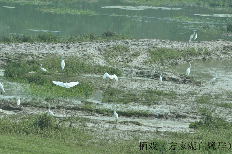 DSC_0019_副本
