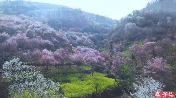 李子柒桃林游记，藏在深山里的春日美景
