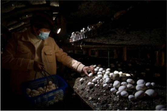 “老呂”和他的106座蘑菇大棚的故事