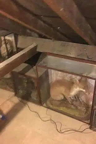 标本图片
