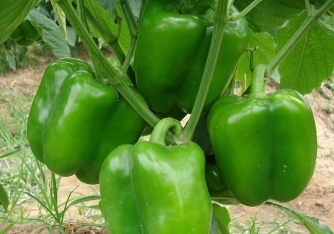 5种食物是血管清道夫，多吃保护血管