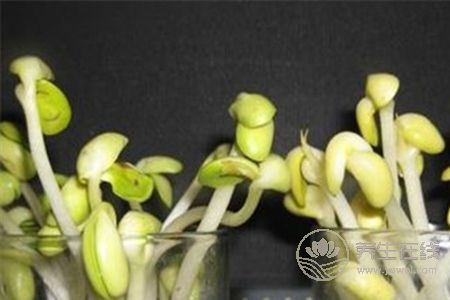 怎么炒黄豆芽会更好吃？常吃黄豆芽好处多多