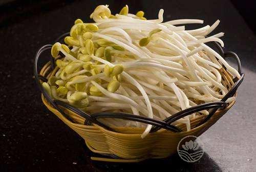细数黄豆芽的饮食禁忌 烹调黄豆芽切不可加碱