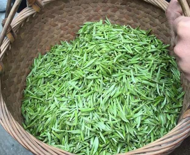 黄金白茶有哪些作用属于哪一种类的茶