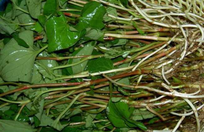 鱼腥草的功效以及鱼腥草食用方法