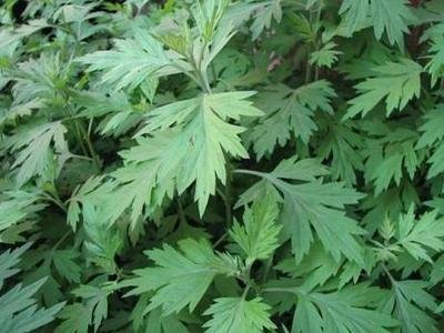 陈艾的药用价值以及陈艾水的功效