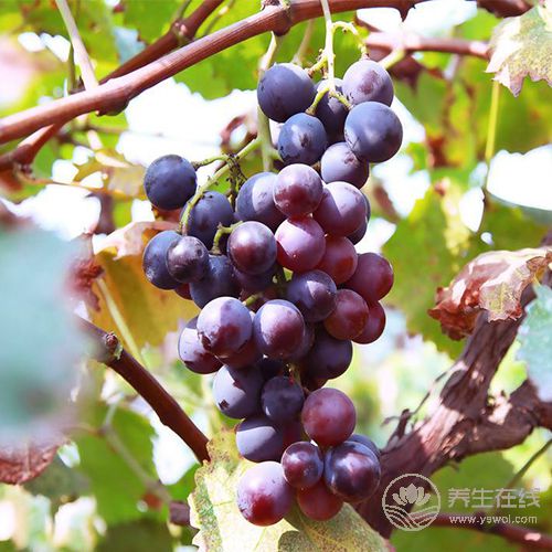 睡眠不好？别常吃安眠药！这5种食物能让你安然入眠